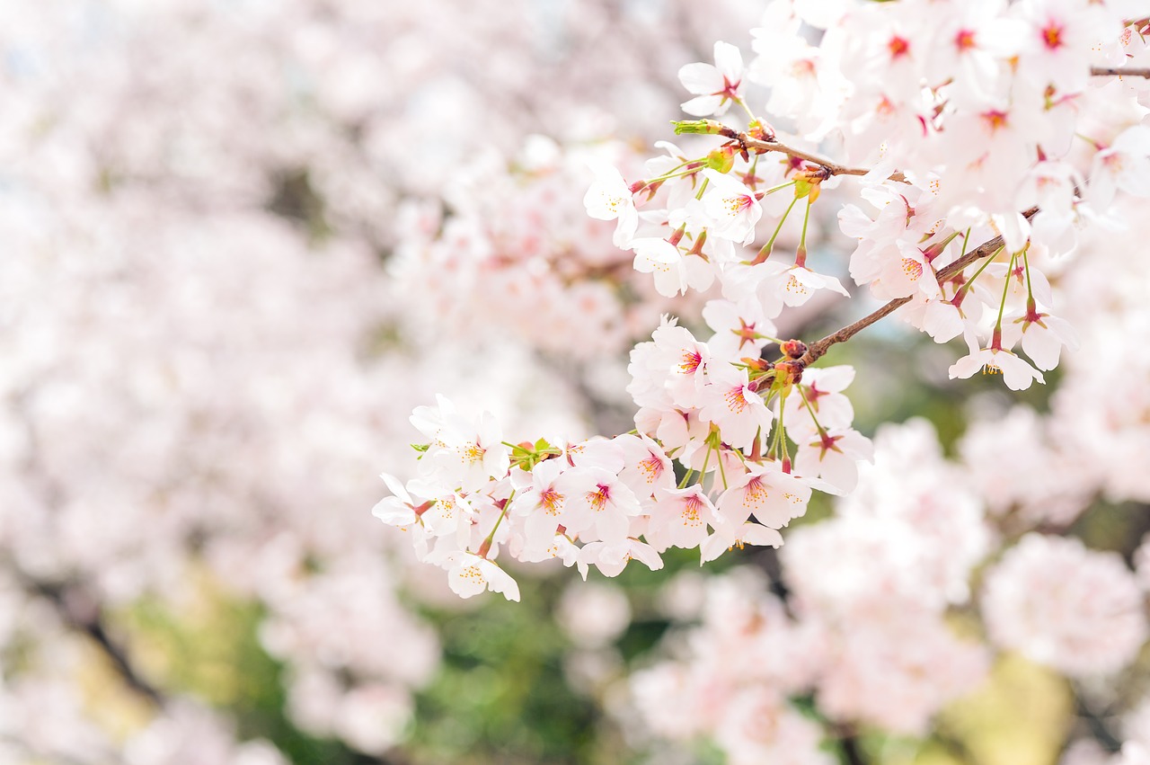 【大阪】桜が見える 花見の名所付近のホテル・レストラン 2019